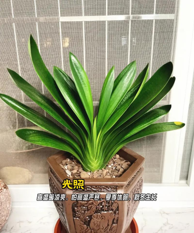 室内花草君子兰养殖方法,新手入门指南,轻松养好它 室内花草君子兰养殖方法,新手入门指南,轻松养好它