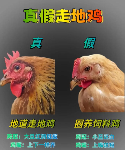 济宁养殖场哪个是真的,辨别方法,选择建议 济宁养殖场哪个是真的,辨别方法,选择建议