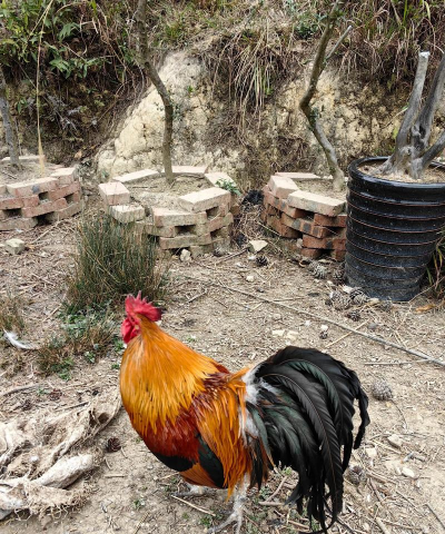 贵州养殖业什么最赚钱农村,找准方向,避免盲目投入 贵州养殖业什么最赚钱农村,找准方向,避免盲目投入