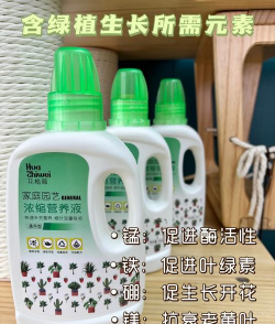 盆栽薄荷的养殖方法,轻松上手,注意这几点 盆栽薄荷的养殖方法,轻松上手,注意这几点