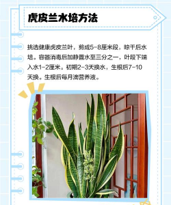 虎耳兰的养殖方法和注意事项,轻松上手,避免常见误区 虎耳兰的养殖方法和注意事项,轻松上手,避免常见误区