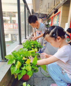 幼儿园养花,培养孩子爱心,观察自然乐趣 幼儿园养花,培养孩子爱心,观察自然乐趣