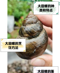 室内养殖田螺,掌握关键技巧,实现稳定产出 室内养殖田螺,掌握关键技巧,实现稳定产出