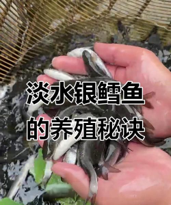 淡水银鳕鱼养殖,掌握关键技巧,实现高效产出 淡水银鳕鱼养殖,掌握关键技巧,实现高效产出