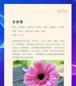 花卉的花语,传递情感秘密,解读植物语言 花卉的花语,传递情感秘密,解读植物语言