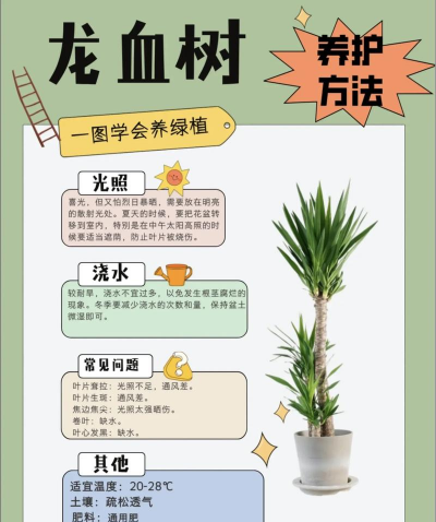 龙血树怎么养殖方法,掌握关键技巧,轻松养出好状态 龙血树怎么养殖方法,掌握关键技巧,轻松养出好状态