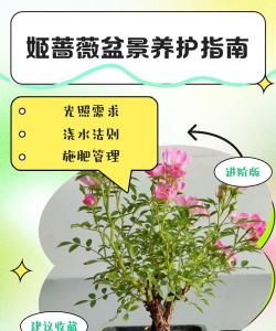 花卉培育基地,选址很关键,管理要跟上 花卉培育基地,选址很关键,管理要跟上