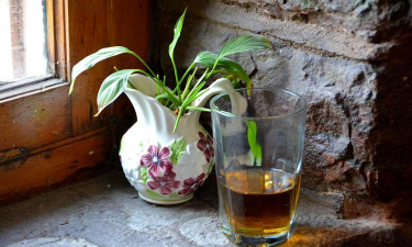 用啤酒养花,提升植物活力,改善土壤环境 用啤酒养花,提升植物活力,改善土壤环境