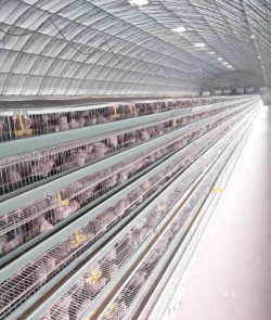 山东鹌鹑养殖基地,如何挑选靠谱,实地考察看三点 山东鹌鹑养殖基地,如何挑选靠谱,实地考察看三点