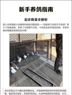 肉鸽养殖技术视频播放,新手入门指南,常见问题解答 肉鸽养殖技术视频播放,新手入门指南,常见问题解答