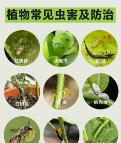 养花的害虫,常见种类识别,有效防治方法 养花的害虫,常见种类识别,有效防治方法