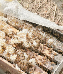 中华蜜蜂的养殖技术,掌握关键要点,轻松开启养蜂之路 中华蜜蜂的养殖技术,掌握关键要点,轻松开启养蜂之路