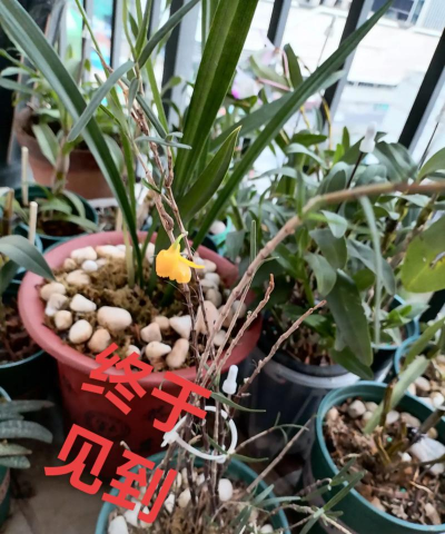 姬竹叶石斛家庭养殖,轻松上手,打造室内绿意 姬竹叶石斛家庭养殖,轻松上手,打造室内绿意