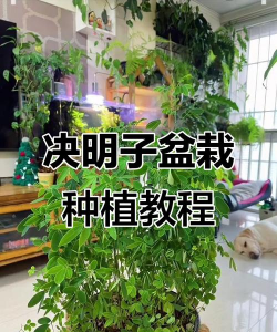 决明子养花,简单易上手,新手也能种好 决明子养花,简单易上手,新手也能种好