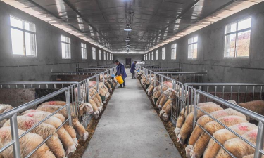 大型羊养殖场,高效管理方法,提升养殖效益 大型羊养殖场,高效管理方法,提升养殖效益