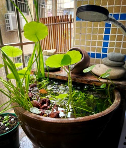 下面养鱼上面养花,打造生态小景,节省空间又美观 下面养鱼上面养花,打造生态小景,节省空间又美观