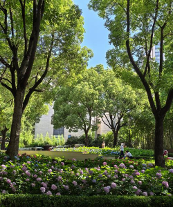 绿化带花卉,选对品种,轻松打造美丽街景 绿化带花卉,选对品种,轻松打造美丽街景