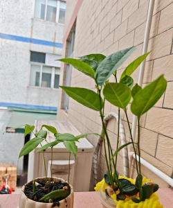 叶酸片养花,促进植物生长,改善土壤环境 叶酸片养花,促进植物生长,改善土壤环境