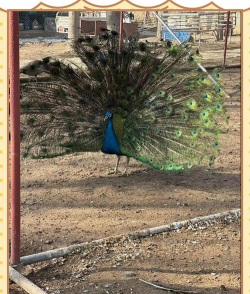 石家庄孔雀养殖基地,了解养殖要点,掌握市场前景 石家庄孔雀养殖基地,了解养殖要点,掌握市场前景