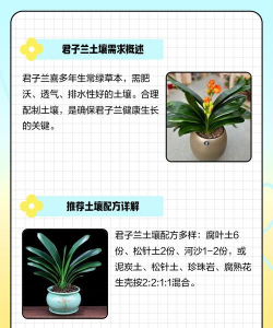 养花的园土,选对是关键,用错会烂根 养花的园土,选对是关键,用错会烂根