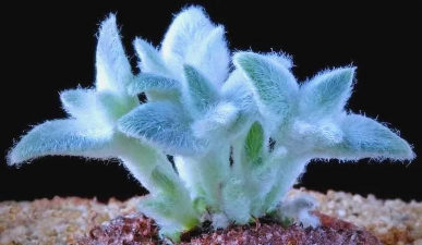 断崖女王的养殖方法,轻松上手,避免常见误区 断崖女王的养殖方法,轻松上手,避免常见误区