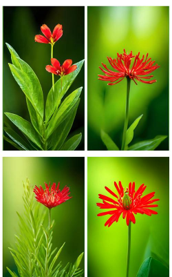 养花先养叶,叶片健康,花朵自然美 养花先养叶,叶片健康,花朵自然美