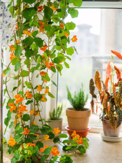 旱金莲养殖全解,轻松上手,花开满盆 旱金莲养殖全解,轻松上手,花开满盆