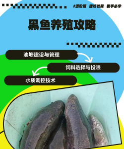 养殖黑鱼亩产利润多少,成本投入分析,收益估算参考 养殖黑鱼亩产利润多少,成本投入分析,收益估算参考