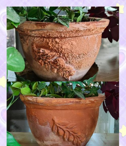 煤渣怎么处理可以养花,简单几步变废为宝,让植物长得更好 煤渣怎么处理可以养花,简单几步变废为宝,让植物长得更好