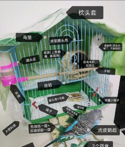 河北鹦鹉养殖场,挑选靠谱场地,掌握饲养要点 河北鹦鹉养殖场,挑选靠谱场地,掌握饲养要点