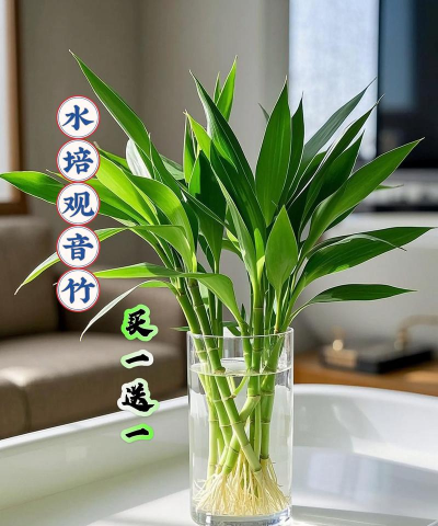 盆栽水竹的养殖方法,掌握关键技巧,轻松养出好状态 盆栽水竹的养殖方法,掌握关键技巧,轻松养出好状态