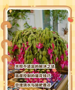 养花失败,常见原因分析,实用解决建议 养花失败,常见原因分析,实用解决建议