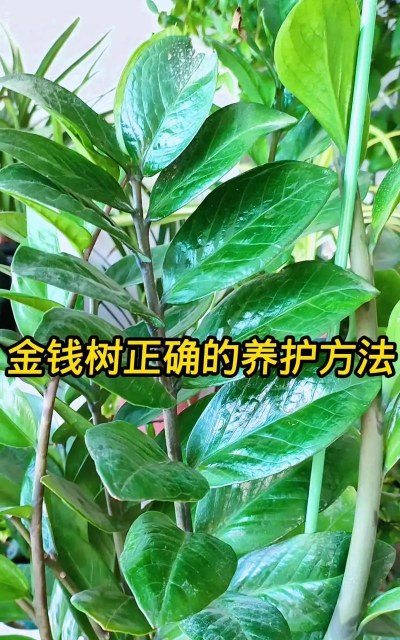 花卉金钱树的养殖方法,掌握关键技巧,轻松养出健康植株 花卉金钱树的养殖方法,掌握关键技巧,轻松养出健康植株