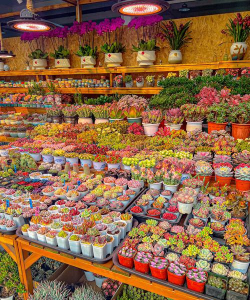 洛阳花卉市场,品种丰富多样,选购攻略分享 洛阳花卉市场,品种丰富多样,选购攻略分享