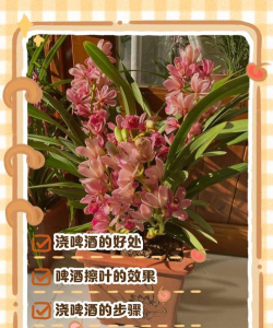 养花浇啤酒,方法要正确,效果才明显 养花浇啤酒,方法要正确,效果才明显