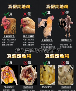 免费合作养殖是真的吗,辨别真假,避免陷阱 免费合作养殖是真的吗,辨别真假,避免陷阱