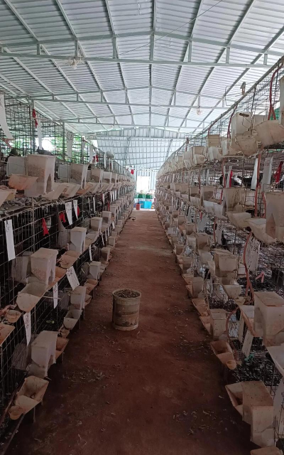 肉鸽养殖场招聘夫妻工,工作稳定,待遇优厚 肉鸽养殖场招聘夫妻工,工作稳定,待遇优厚