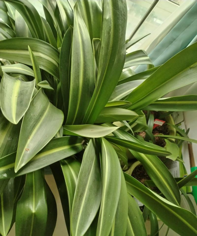 白肋朱顶红的养殖方法,轻松上手,花开更美 白肋朱顶红的养殖方法,轻松上手,花开更美