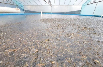 四川眉山泥鳅养殖基地,选址要点,技术关键 四川眉山泥鳅养殖基地,选址要点,技术关键