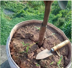 烧土养花,改善土壤,提升植物生长 烧土养花,改善土壤,提升植物生长