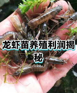 广东省小龙虾养殖基地,选址要点,养殖技术 广东省小龙虾养殖基地,选址要点,养殖技术
