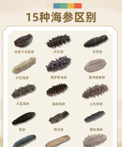 野生海参和养殖海参,辨别方法,选购要点 野生海参和养殖海参,辨别方法,选购要点