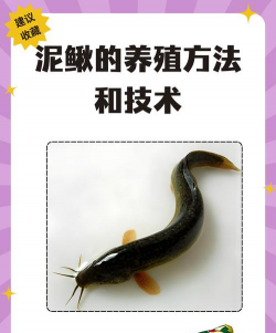 高密度工厂化养殖泥鳅,技术要点解析,效益提升关键 高密度工厂化养殖泥鳅,技术要点解析,效益提升关键