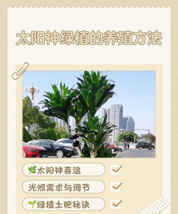 太阳神绿植的养殖方法,轻松掌握技巧,让它茁壮成长 太阳神绿植的养殖方法,轻松掌握技巧,让它茁壮成长