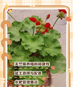 香叶天竺葵的养殖方法,轻松上手,花开满盆 香叶天竺葵的养殖方法,轻松上手,花开满盆