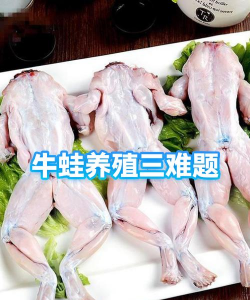 养殖的牛蛙有裂头蚴吗,感染风险分析,安全食用建议 养殖的牛蛙有裂头蚴吗,感染风险分析,安全食用建议