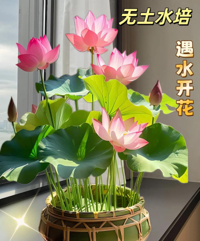 水中花卉,美化家居,净化空气 水中花卉,美化家居,净化空气