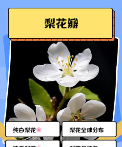 梨园花卉,品种选择,养护要点 梨园花卉,品种选择,养护要点