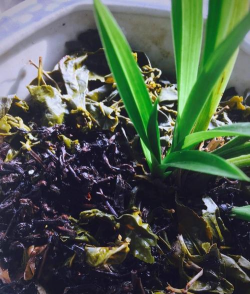 泡过的茶叶养花,废物利用,省钱又环保 泡过的茶叶养花,废物利用,省钱又环保