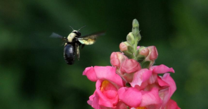 大黑蜂养殖全过程视频,新手入门指南,常见问题解答 大黑蜂养殖全过程视频,新手入门指南,常见问题解答